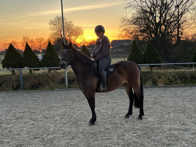 Pony tedesco Giumenta 4 Anni 140 cm Baio scuro in Behrendorf