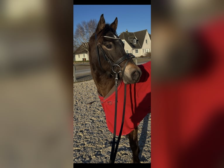 Pony tedesco Giumenta 4 Anni 140 cm Baio scuro in Behrendorf