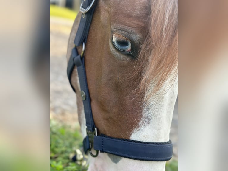 Pony tedesco Giumenta 4 Anni 140 cm Grigio rossastro in Altusried