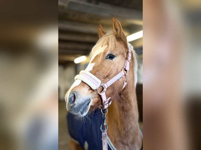 Pony tedesco Giumenta 4 Anni 140 cm Palomino in Kirchlinteln