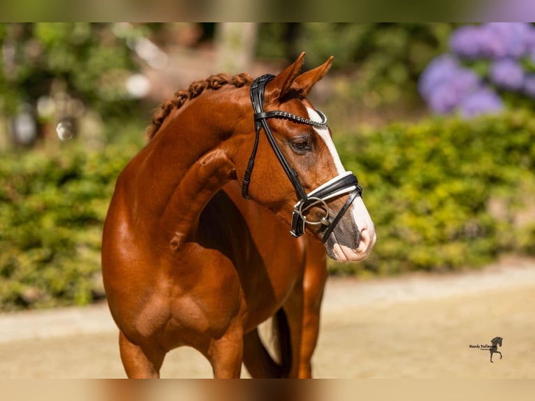 Pony tedesco Giumenta 4 Anni 140 cm Sauro in Bad Zwischenahn