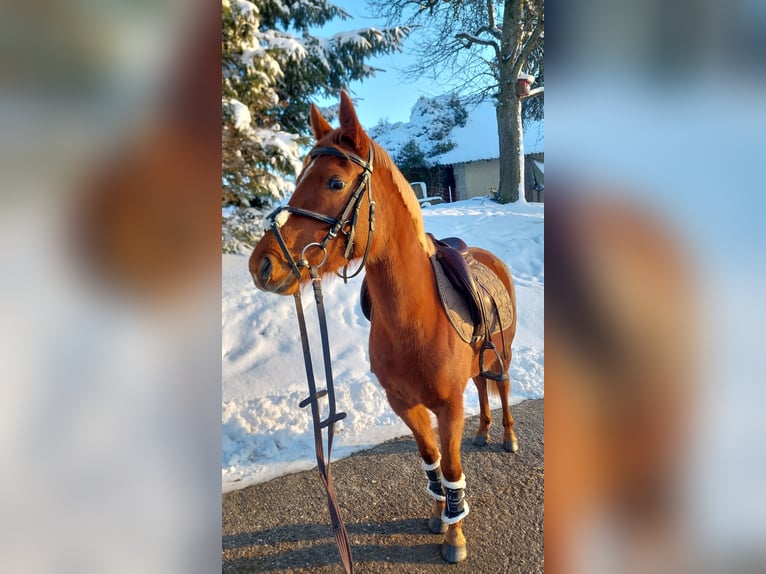 Pony tedesco Giumenta 4 Anni 140 cm Sauro in Schongau