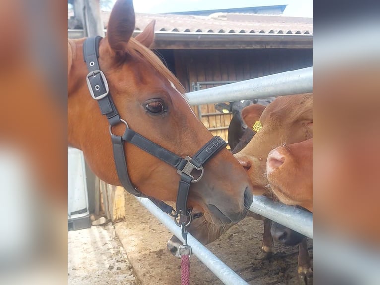 Pony tedesco Giumenta 4 Anni 140 cm Sauro in Schongau