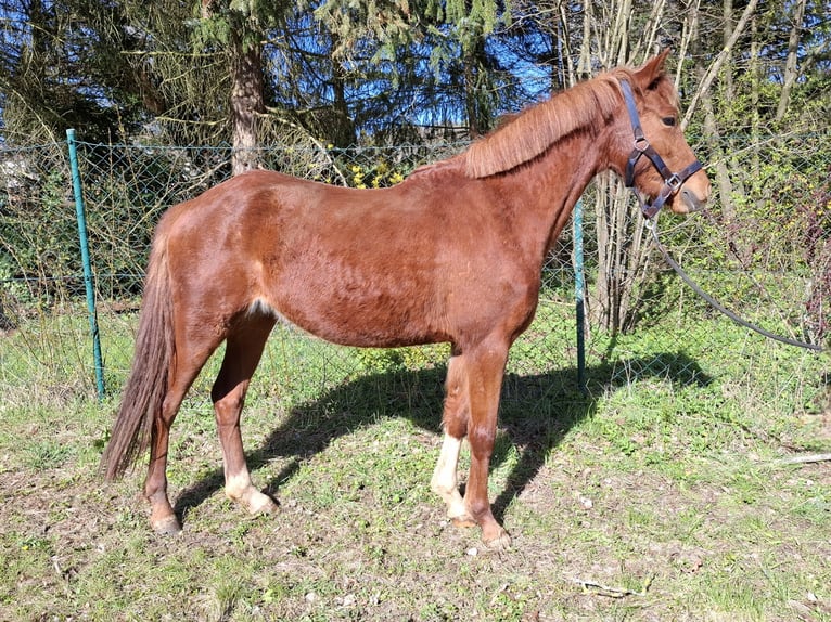 Pony tedesco Giumenta 4 Anni 140 cm Sauro in Harsdorf