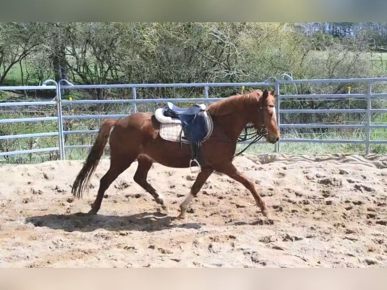 Pony tedesco Giumenta 4 Anni 140 cm Sauro in Harsdorf