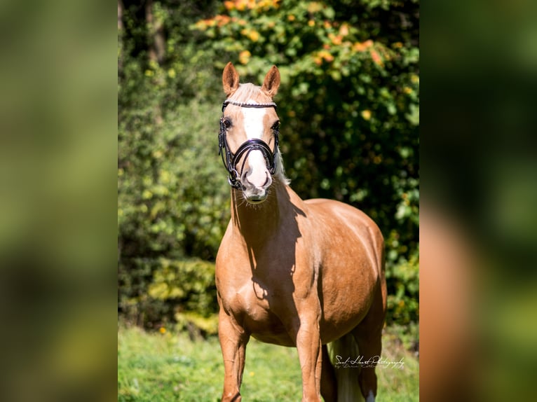 Pony tedesco Giumenta 4 Anni 141 cm Palomino in Heiligenstadt