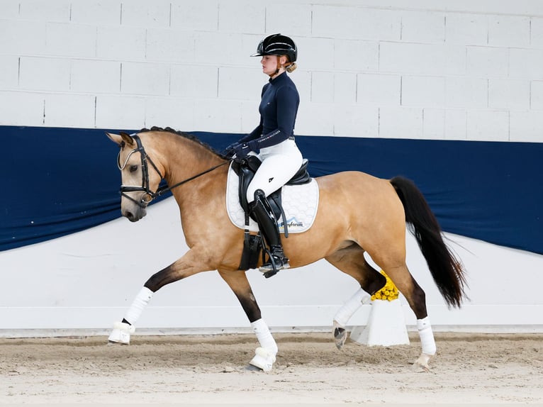 Pony tedesco Giumenta 4 Anni 142 cm Falbo in Marsberg
