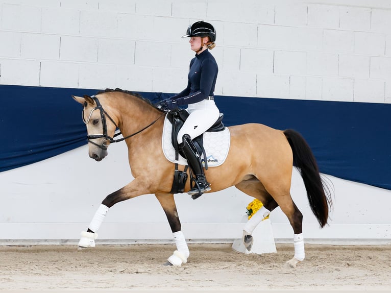 Pony tedesco Giumenta 4 Anni 142 cm Falbo in Marsberg