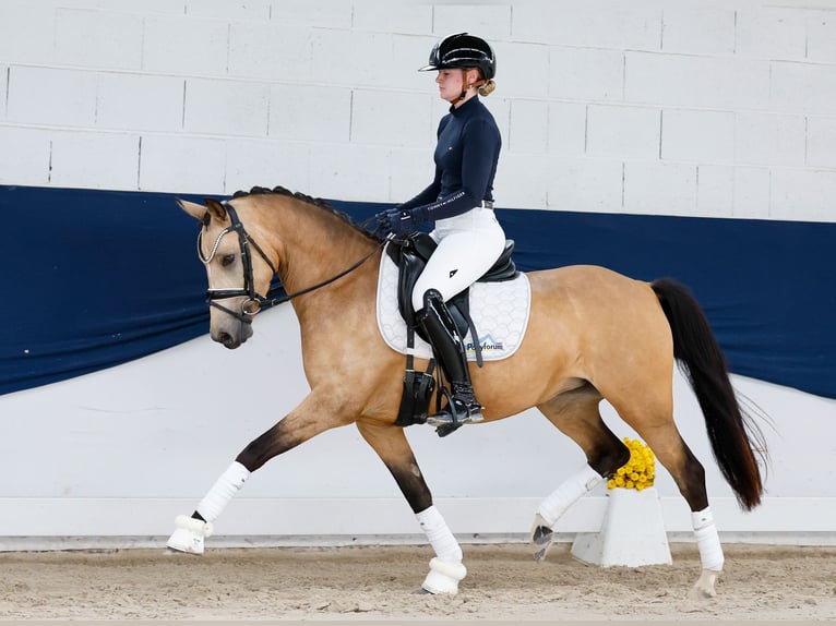 Pony tedesco Giumenta 4 Anni 142 cm Falbo in Marsberg