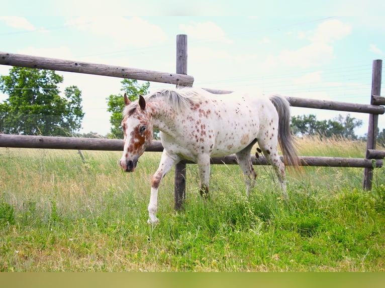 Pony tedesco Mix Giumenta 4 Anni 142 cm Leopard in Himberg