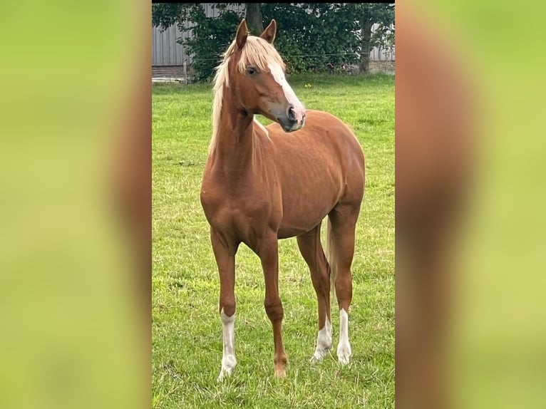 Pony tedesco Giumenta 4 Anni 142 cm Sauro in Hattingen