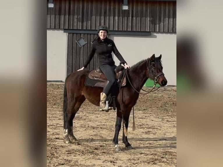 Pony tedesco Giumenta 4 Anni 143 cm Baio in Daleiden