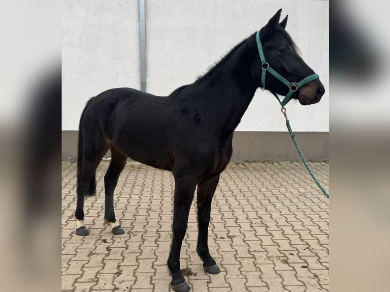Pony tedesco Giumenta 4 Anni 143 cm Baio scuro in Bad Kreuznach
