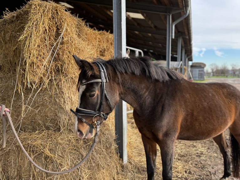 Pony tedesco Giumenta 4 Anni 143 cm Baio scuro in Grevenbroich