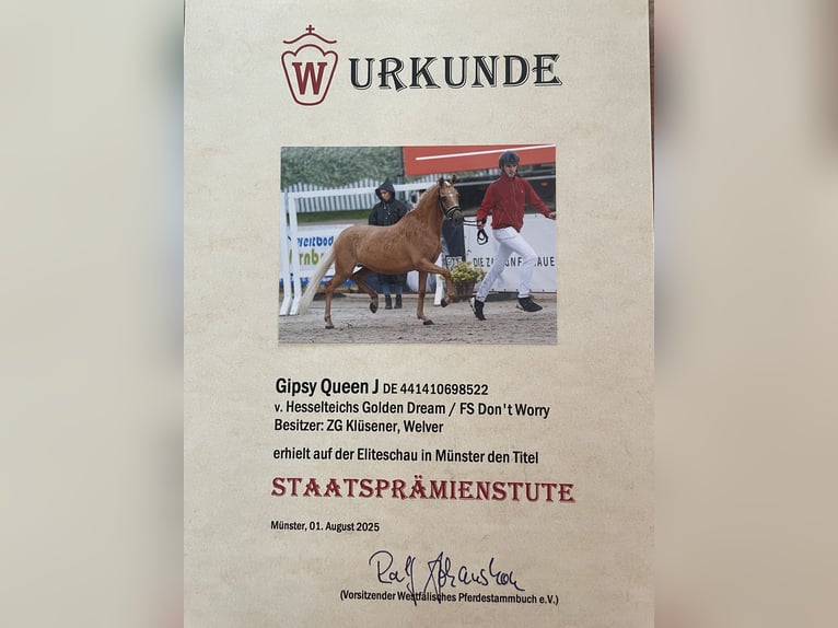 Pony tedesco Giumenta 4 Anni 143 cm Palomino in Welver