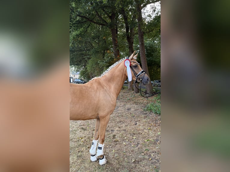 Pony tedesco Giumenta 4 Anni 143 cm Palomino in Welver
