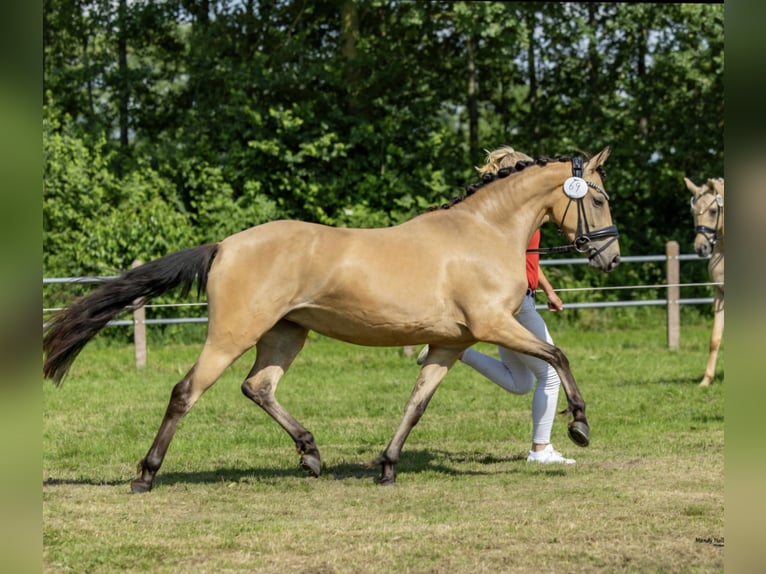 Pony tedesco Giumenta 4 Anni 143 cm Pelle di daino in Saterland