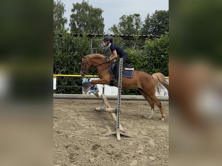 Pony tedesco Giumenta 4 Anni 143 cm Sauro in Emstek