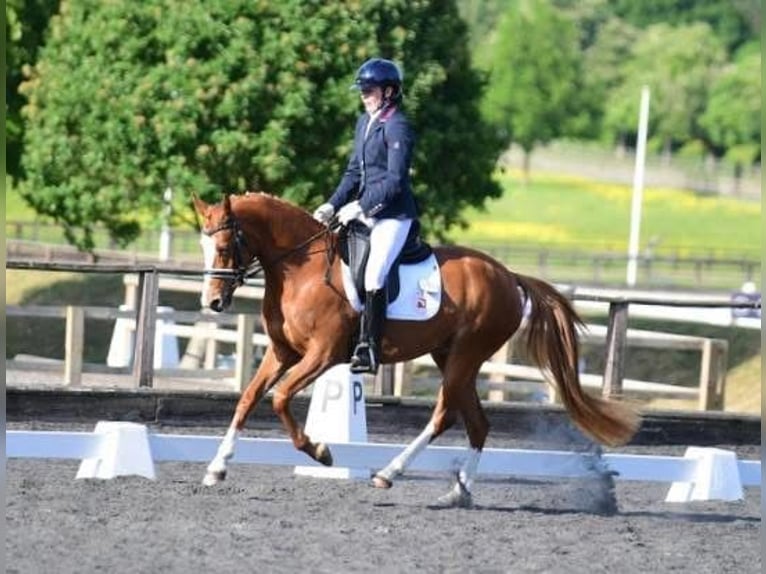 Pony tedesco Giumenta 4 Anni 143 cm Sauro scuro in Cumbria