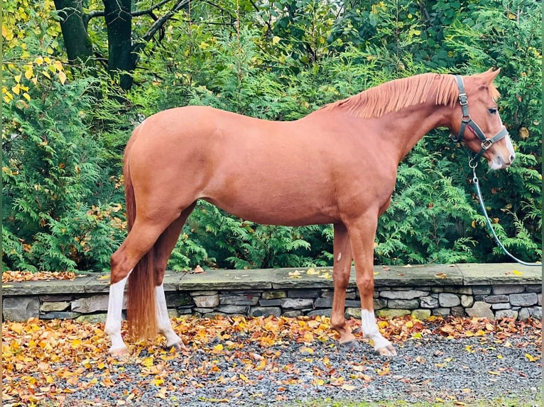 Pony tedesco Giumenta 4 Anni 143 cm Sauro scuro in Cumbria