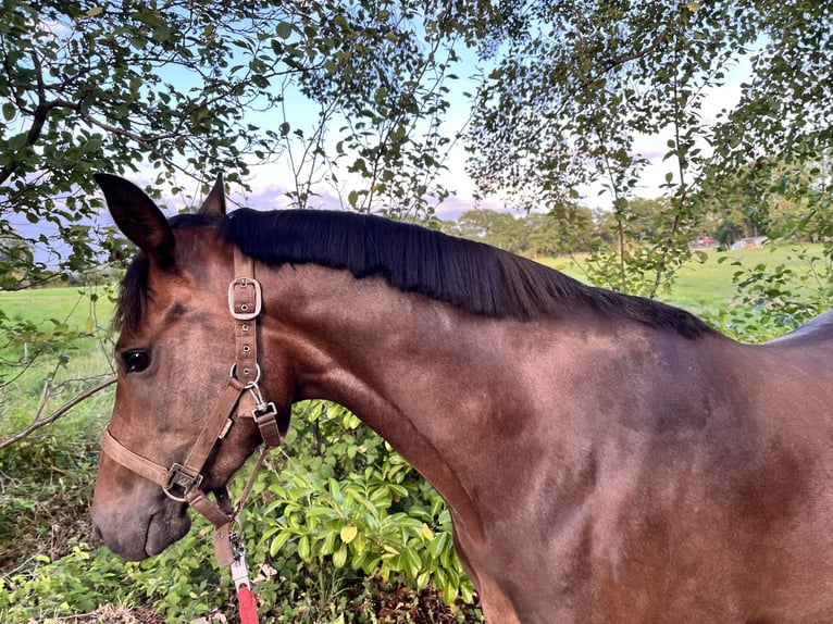 Pony tedesco Giumenta 4 Anni 144 cm Baio in Rietberg