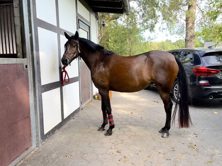 Pony tedesco Giumenta 4 Anni 144 cm Baio in Rietberg