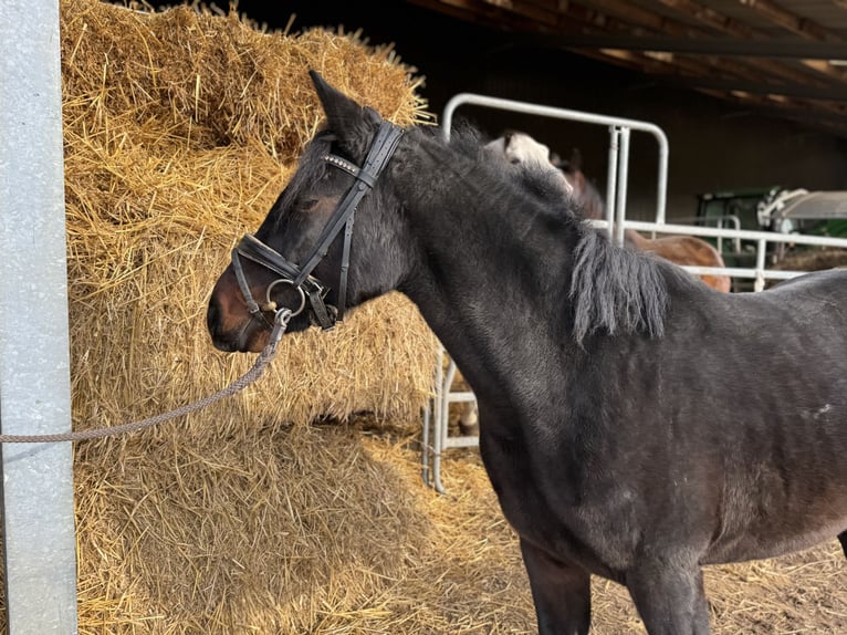 Pony tedesco Giumenta 4 Anni 144 cm Baio scuro in Grevenbroich