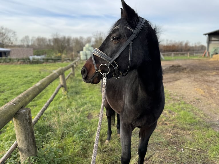 Pony tedesco Giumenta 4 Anni 144 cm Baio scuro in Grevenbroich