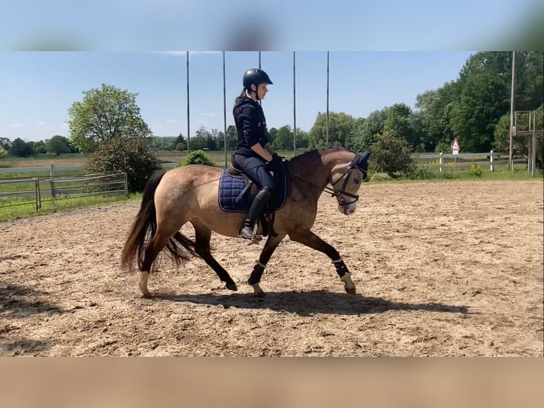 Pony tedesco Giumenta 4 Anni 144 cm Falbo in Achern