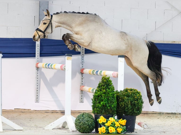 Pony tedesco Giumenta 4 Anni 144 cm Falbo in Marsberg