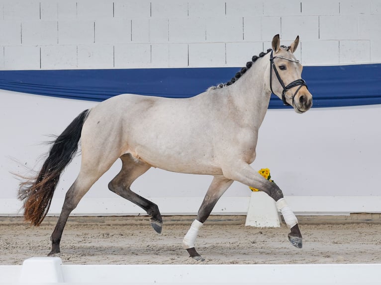 Pony tedesco Giumenta 4 Anni 144 cm Falbo in Marsberg