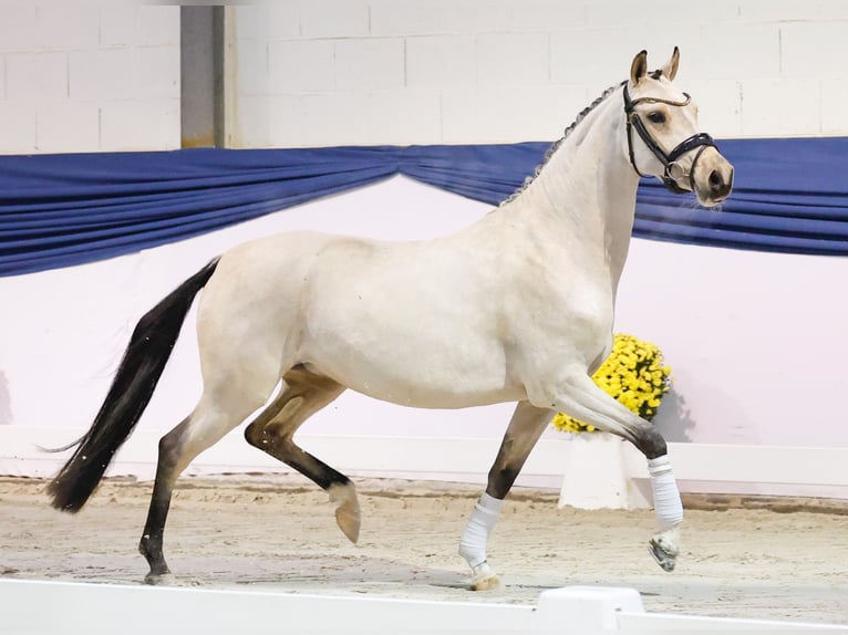 Pony tedesco Giumenta 4 Anni 144 cm Falbo in Marsberg