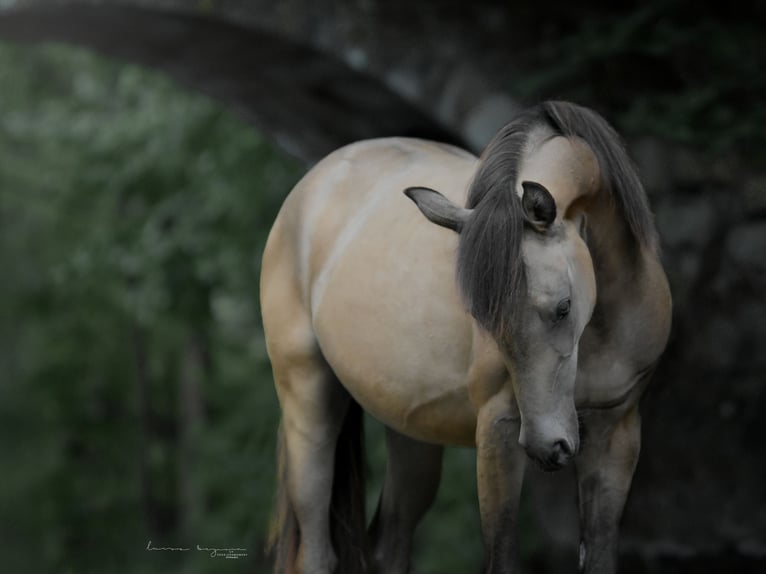 Pony tedesco Giumenta 4 Anni 144 cm Falbo in Sonnefeld