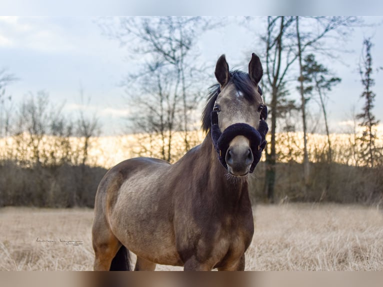 Pony tedesco Giumenta 4 Anni 144 cm Falbo in Sonnefeld