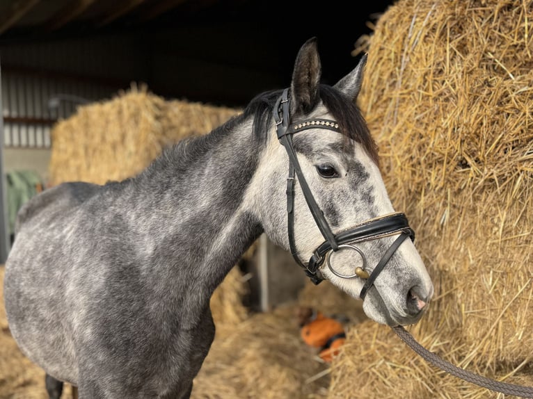 Pony tedesco Giumenta 4 Anni 144 cm Grigio in Grevenbroich