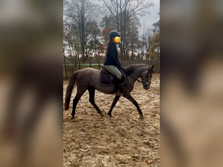Pony tedesco Mix Giumenta 4 Anni 144 cm Grigio pezzato in Osterwald