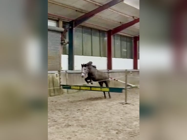 Pony tedesco Mix Giumenta 4 Anni 144 cm Grigio pezzato in Osterwald