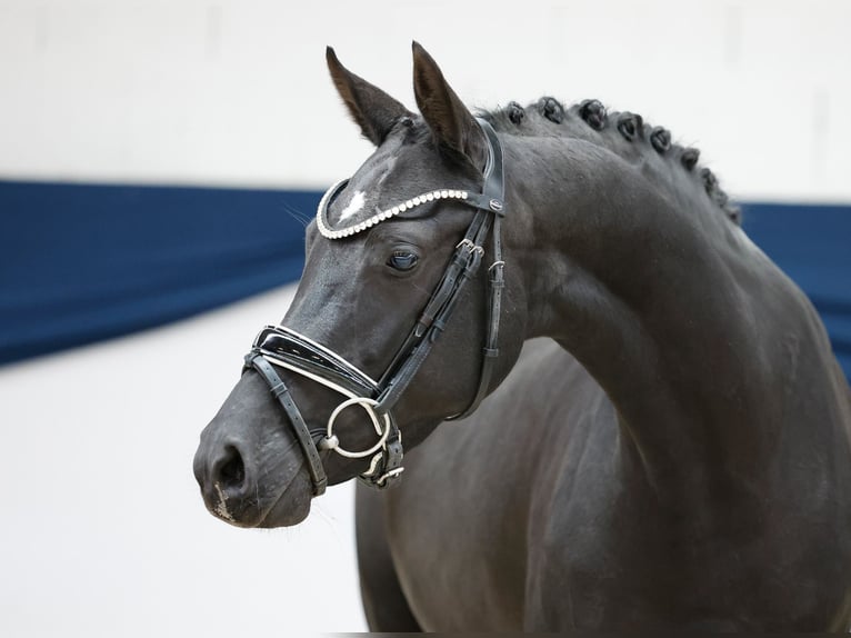 Pony tedesco Giumenta 4 Anni 144 cm Morello in Marsberg
