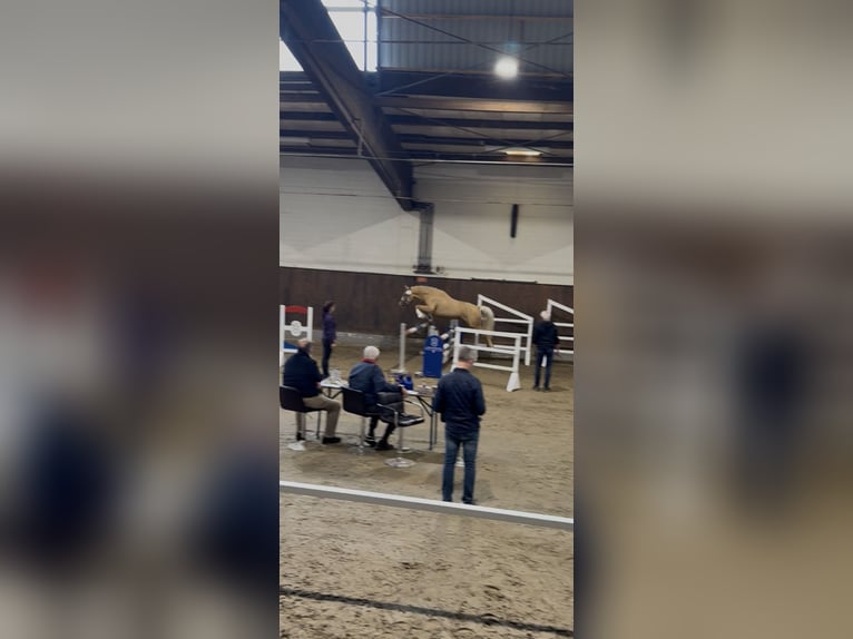 Pony tedesco Giumenta 4 Anni 144 cm Palomino in Stakendorf