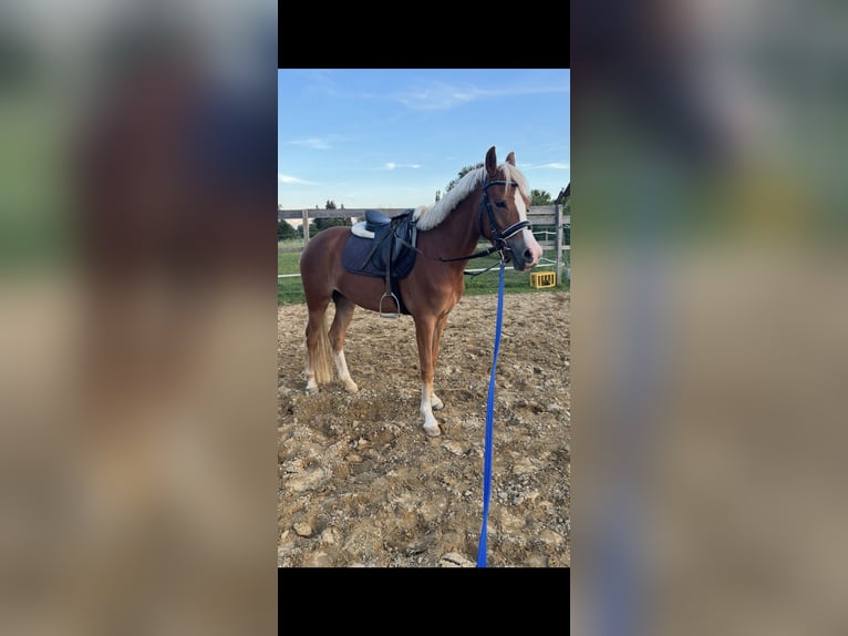Pony tedesco Giumenta 4 Anni 144 cm Sauro in Markt Wald