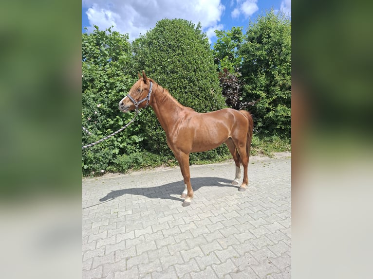Pony tedesco Giumenta 4 Anni 144 cm Sauro in Nordhorn
