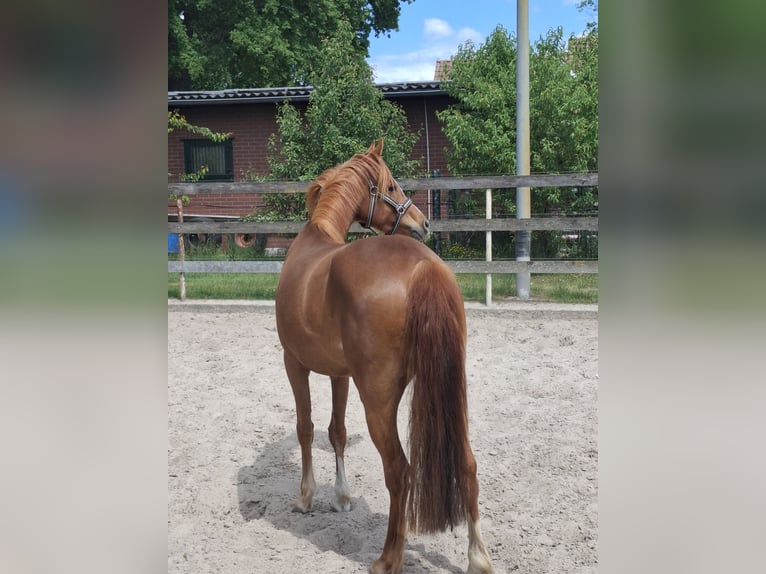 Pony tedesco Giumenta 4 Anni 144 cm Sauro in Nordhorn
