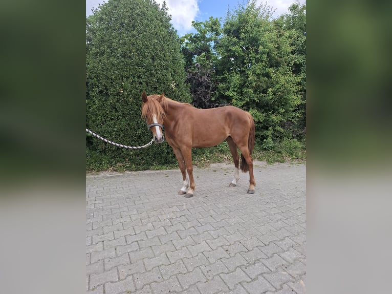 Pony tedesco Giumenta 4 Anni 144 cm Sauro in Nordhorn