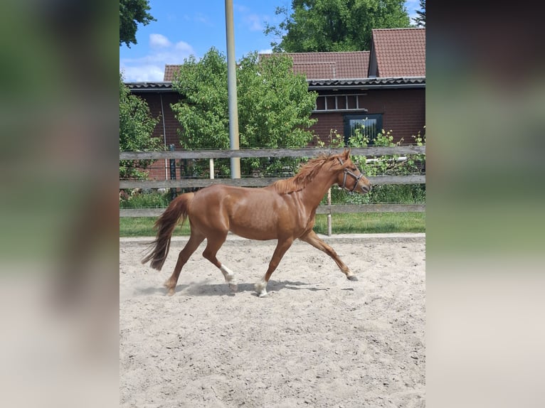 Pony tedesco Giumenta 4 Anni 144 cm Sauro in Nordhorn