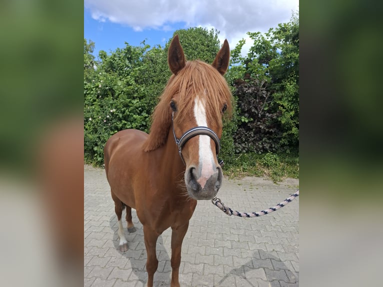 Pony tedesco Giumenta 4 Anni 144 cm Sauro in Nordhorn