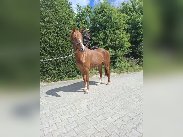 Pony tedesco Giumenta 4 Anni 144 cm Sauro in Nordhorn