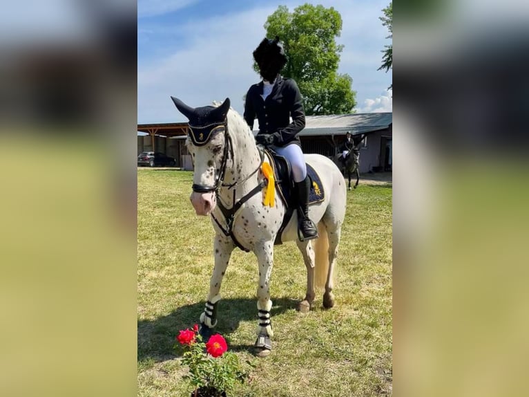 Pony tedesco Giumenta 4 Anni 144 cm Sauro in Dargelin