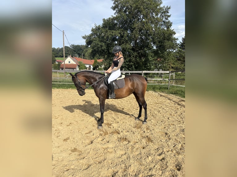 Pony tedesco Giumenta 4 Anni 145 cm Baio in Markt Wald