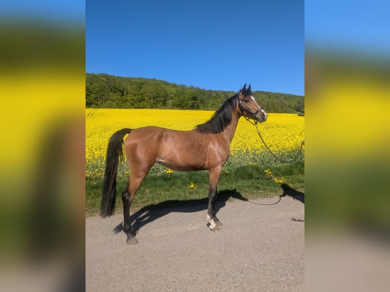 Pony tedesco Mix Giumenta 4 Anni 145 cm Baio in Kirchworbis