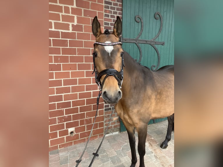 Pony tedesco Giumenta 4 Anni 145 cm Baio scuro in Ascheberg